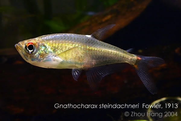 Gnathocharax steindachneri